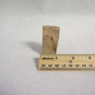 Fossil Leaf