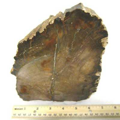 Petrified Wood