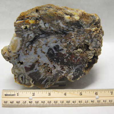 Roxy Ann Limb Cast