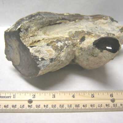 Limb Cast