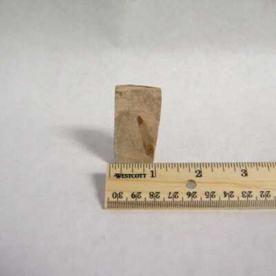 Fossil Leaf