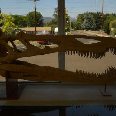 Suchomimus (Skull)