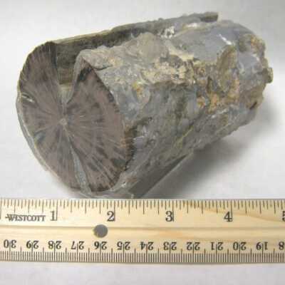 Limb Cast