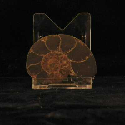 Ammonite