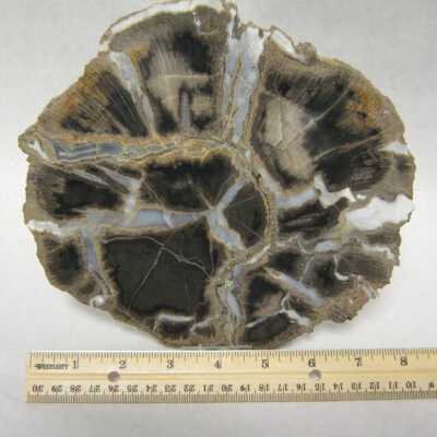 Limb Cast