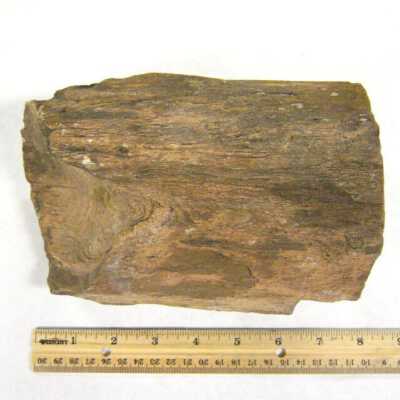 Petrified Wood