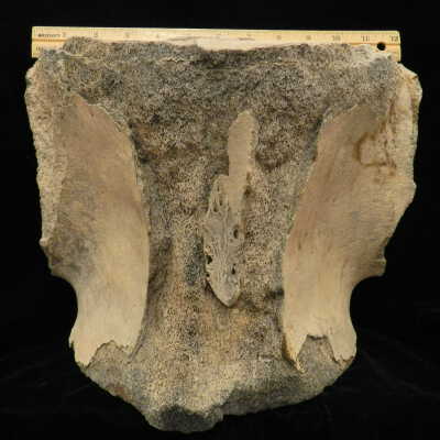 Cetacea (whale fossil)