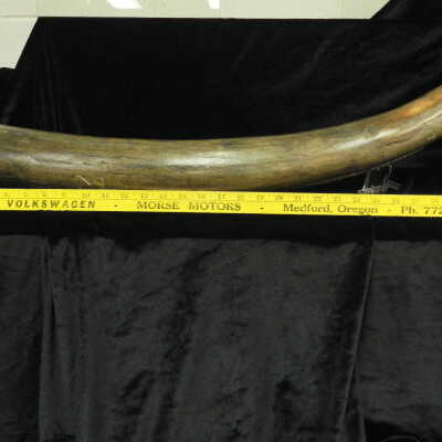 Mastodon (tusk)