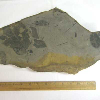 Platanus (Leaf)