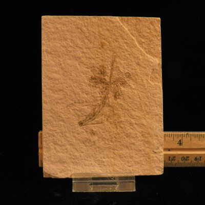 Plant Fossil
