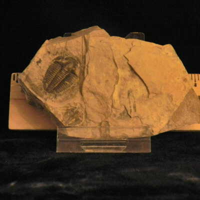 Trilobite