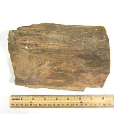 Petrified Wood