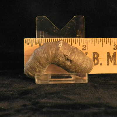 Crinoid (stem)