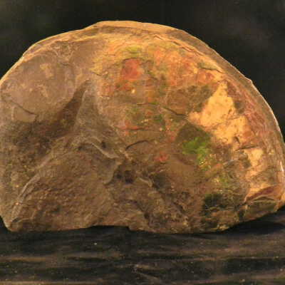 Ammonite