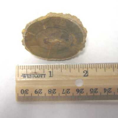 Acaucaria Branch