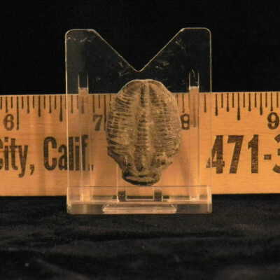 Trilobite