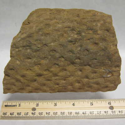Scale Tree Root