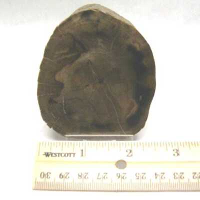 Petrified Wood