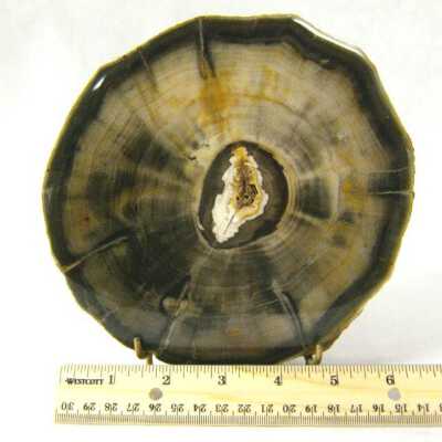 Petrified Wood