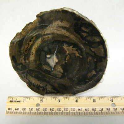 Petrified Wood
