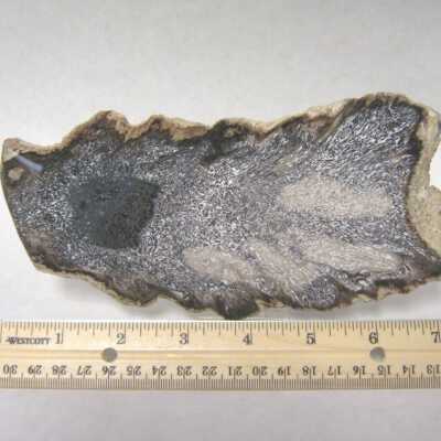 Limb Cast