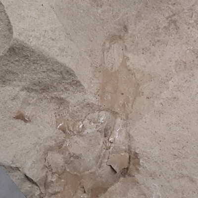 Unknown Mammal Bone (Skull Fragment?)