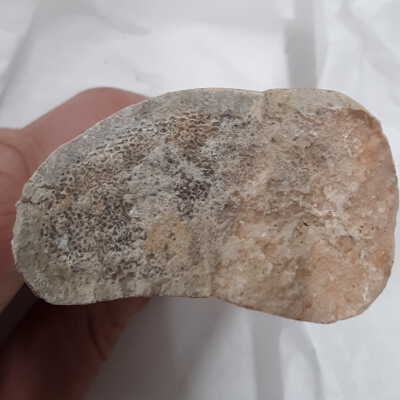 Cross section of fragment C showing cancellous bone.