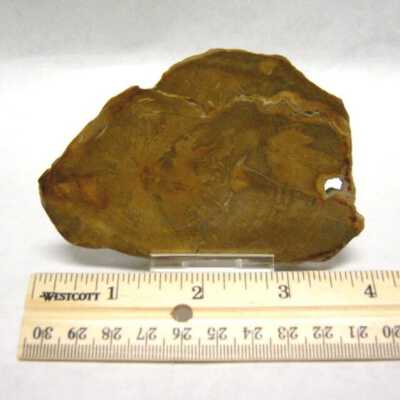 Petrified Wood