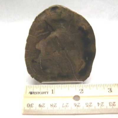 Petrified Wood