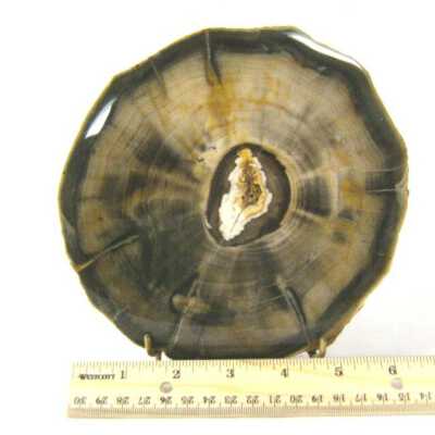 Petrified Wood
