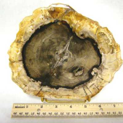 Petrified Wood