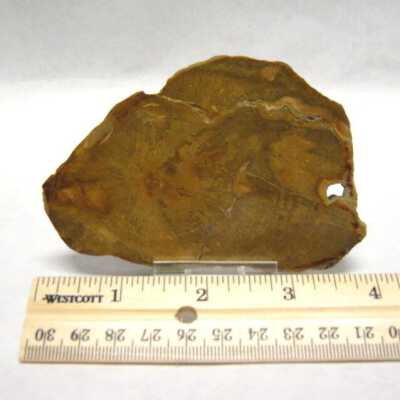 Petrified Wood