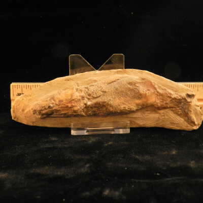 Knightia (Herring)