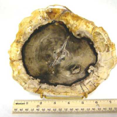 Petrified Wood
