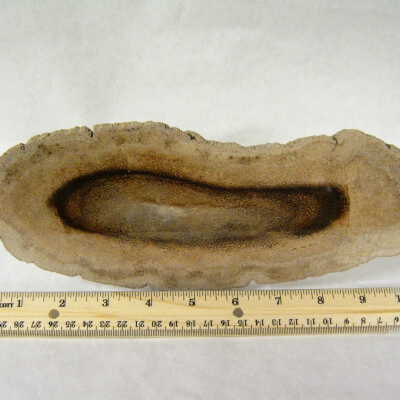 Petrified Wood