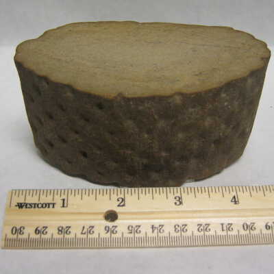 Scale Tree Root