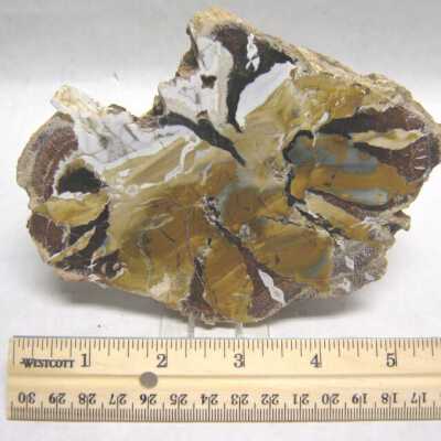 Limb Cast