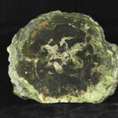 Petrified Wood with Algae