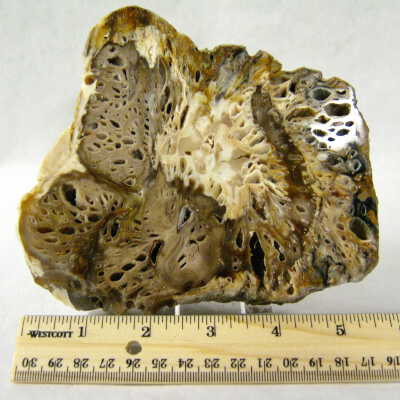Petrified Wood