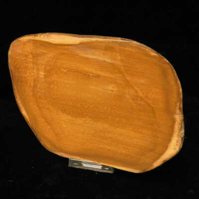 Petrified Wood