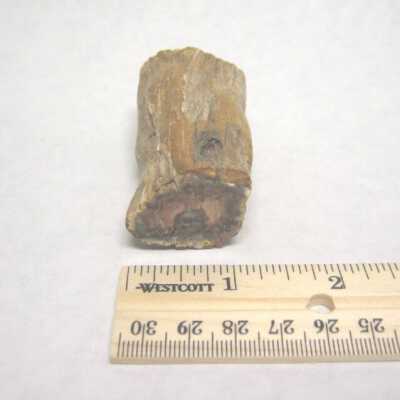 Limb Cast