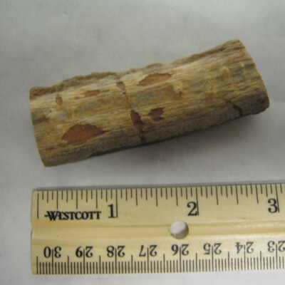 Acaucaria Root