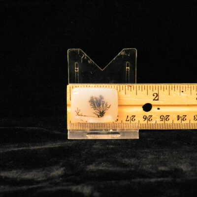 Dendritic Agate