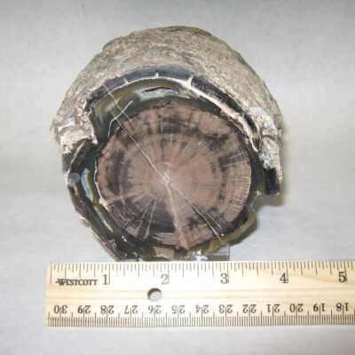 Limb Cast