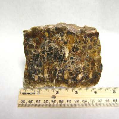 Petrified Wood