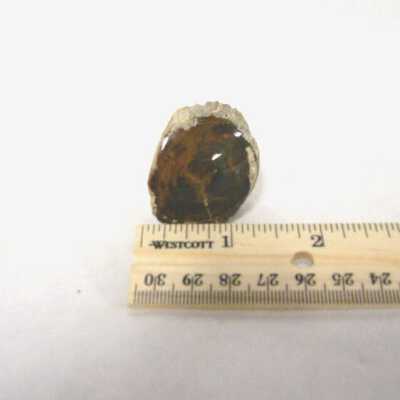 Petrified Wood