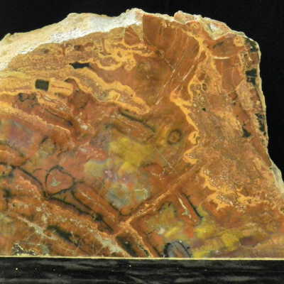 Petrified Wood