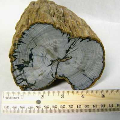 Limb Cast