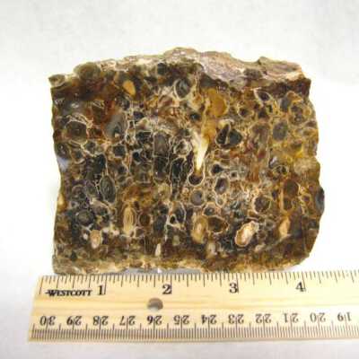 Petrified Wood