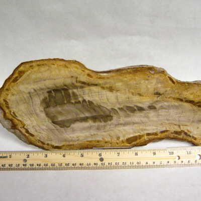Sequoia